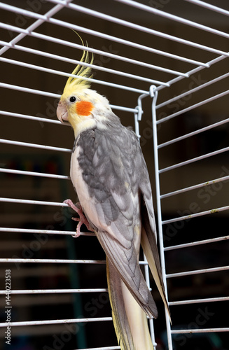 Corella parrot on black background