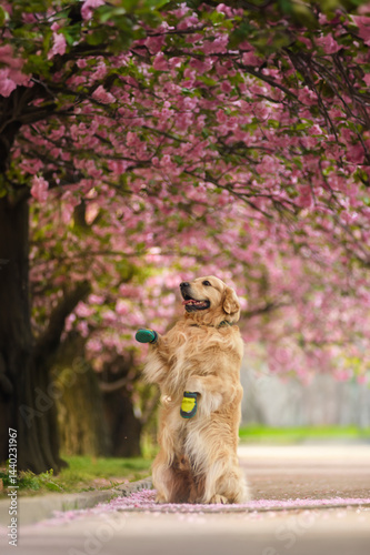 Happy Golden Retriever dog standing on hind legs in a blooming cherry blossom park. Playful pet wearing colorful protective boots enjoying a beautiful spring day outdoors. 