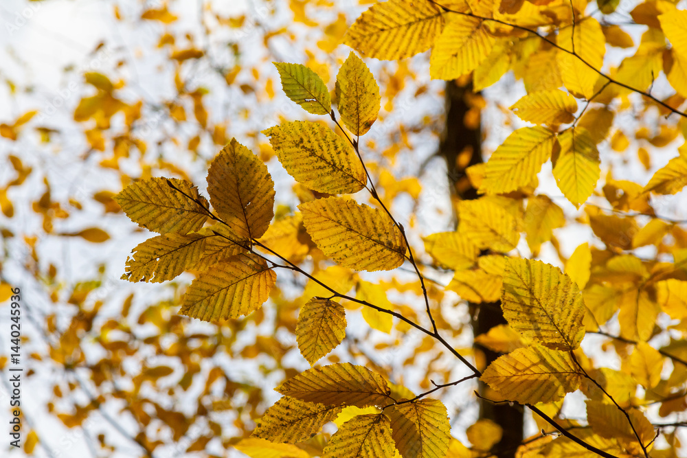 Fototapeta premium Branchs of with yellow golden leaves hornbeam Carpinus betulus against sun light in autumn in forest with space for text. View from below