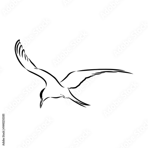 Aleutian Tern. Vector outline icon.