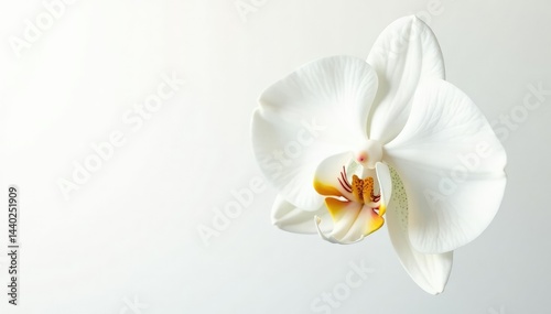 Delicate white orchid blossom, pristine petals against pure white backdrop, nature, background