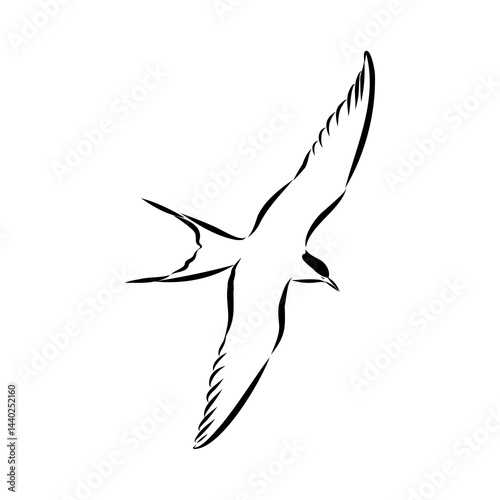 Aleutian Tern. Vector outline icon.