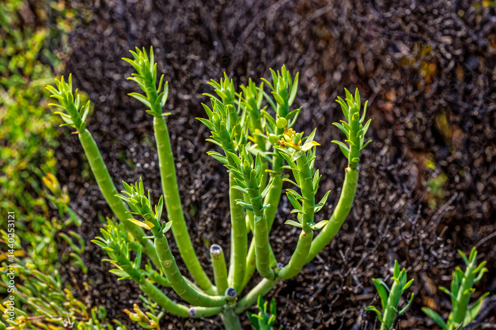 Obraz premium Small spreading Euphorbia known as pencil milkbush that's about to flower in the mountains above the Biedouw Valley in the northern Cederberg, South Africa