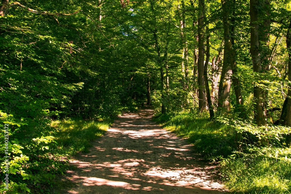 Fototapeta premium Serene forest scenes featuring green paths and moss-covered tree roots, ideal for wellness, hiking and nature themes.