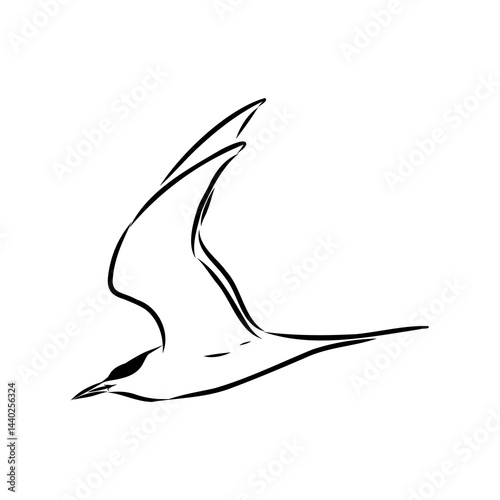Aleutian Tern. Vector outline icon.