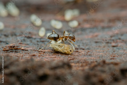 Caribbean crazy ants and larva on the rotten wood