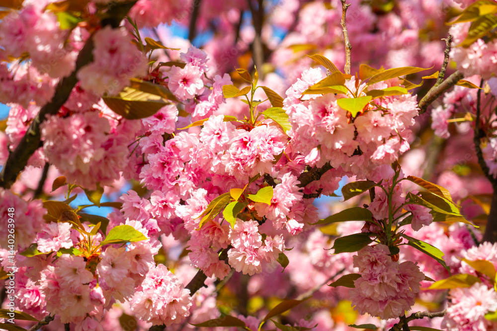 Cherry blossoms bloom vibrantly against a clear blue sky, creating a breathtaking display of pink and green during springtime Cherry blossoms bloom vibrantly against a clear blue sky, creating a breathtaking display of pink and green during springtime