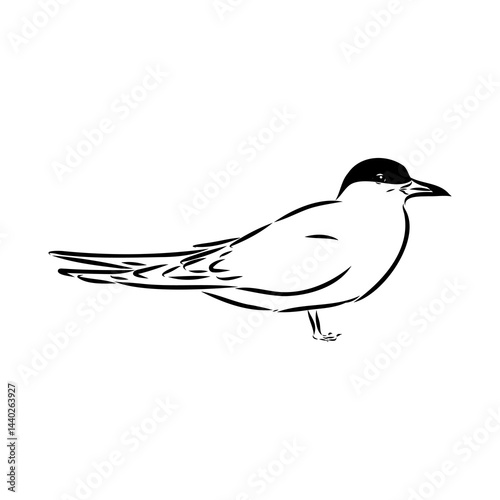 Aleutian Tern. Vector outline icon.