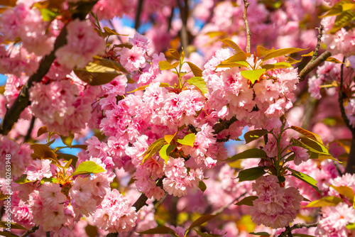 Cherry blossoms bloom vibrantly against a clear blue sky, creating a breathtaking display of pink and green during springtime