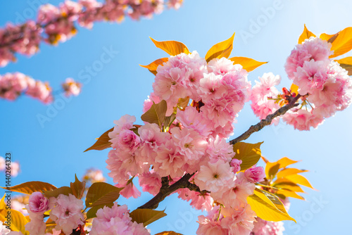 Marvel at the delicate beauty of cherry blossoms in full bloom under a clear blue sky during springtime in natures embrace