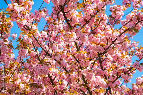 Vibrant cherry blossom trees full of pink blooms under a clear blue sky in a serene park during springtime