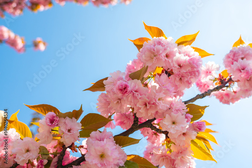 Blossoming cherry trees create a captivating display under a clear blue sky in springtime