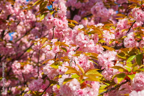 Cherry blossoms in full bloom enchant visitors during springtime in a peaceful park offering vibrant colors and serene beauty