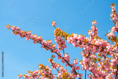 Cherry blossoms bloom vibrantly under the clear blue sky, creating a breathtaking landscape in full springtime glory