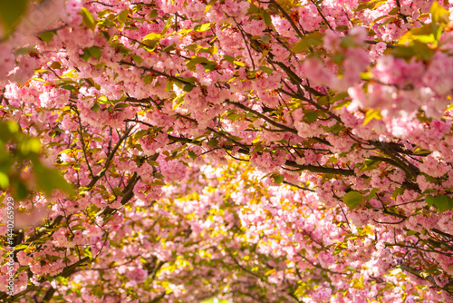 Embracing the beauty of cherry blossoms blooming under warm sunlight in a serene garden oasis during springtime in full bloom
