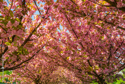 Cherry blossoms bloom vibrantly in spring, creating a serene pathway of pink petals under bright blue skies