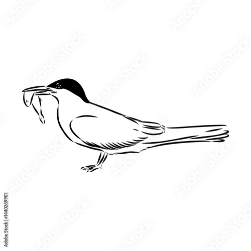 Aleutian Tern. Vector outline icon.