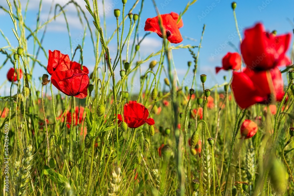 Obraz premium Field of red poppies swaying in the summer breeze