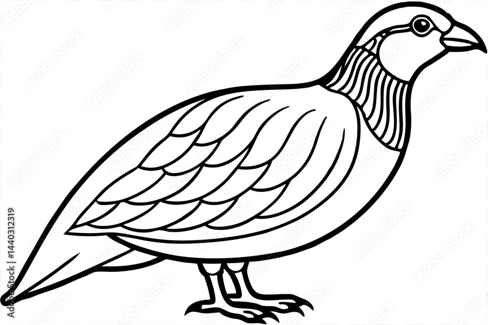 Obraz premium Minimalist Quail Vector
