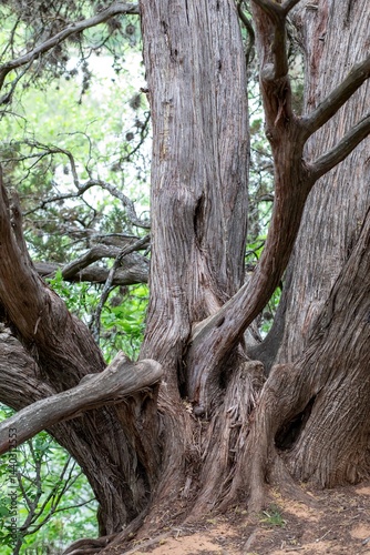Close-up photograph of a twisted cedar tree trunk with rough textured bark and branching limbs, captured at Lady Bird Johnson Park in Fredericksburg, Texas. photo