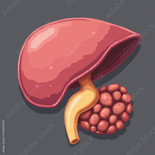 Adrenal Gland Anatomy, Human Organ Illustration