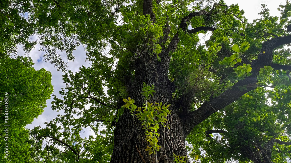 Fototapeta premium Large Tree with New Spring Shoots and Sunlight. Towering tree framed by spring foliage in Vienna Austria