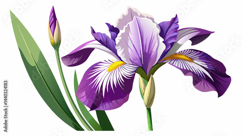 Very beautiful stem with a purple and white plicata flower of bearded iris iris germanica and two unopened buds isolated white background 