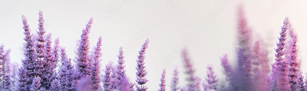 Obraz premium Soft focus image of lavender-like flowers in pale purple and pink hues against a bright background