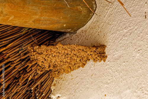 Mud Rock Martin nest under thatched eaves