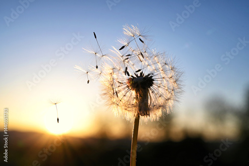 Fototapeta Naklejka Na Ścianę i Meble -  Blowing dandelion fluffs at sunset