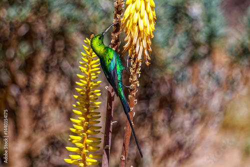 Malachite sunbird collecting nectar from aloe