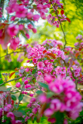 Wallpaper Mural pink flowers in the garden Torontodigital.ca