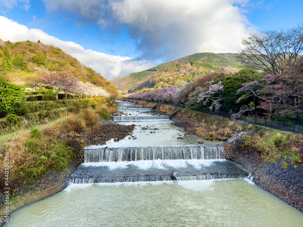 Hayakawa river in Hakone Japan surrounded by spring season blooming cherry trees