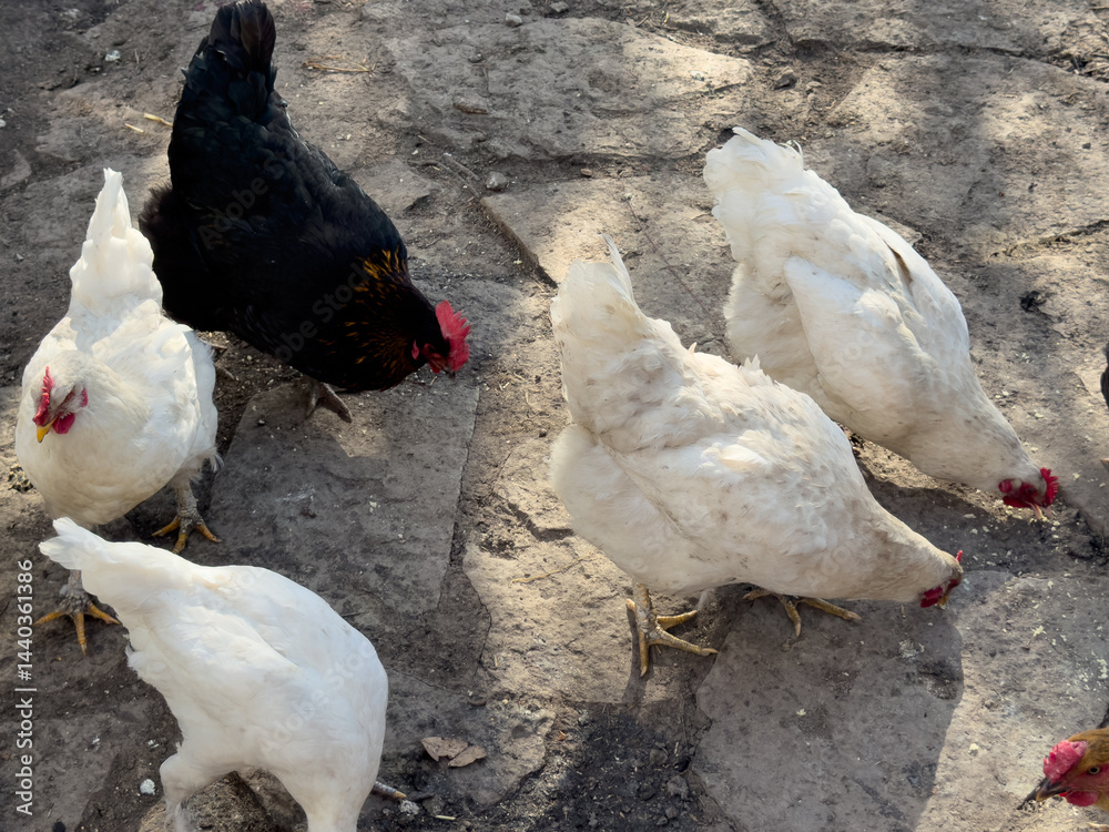 chickens in the garden