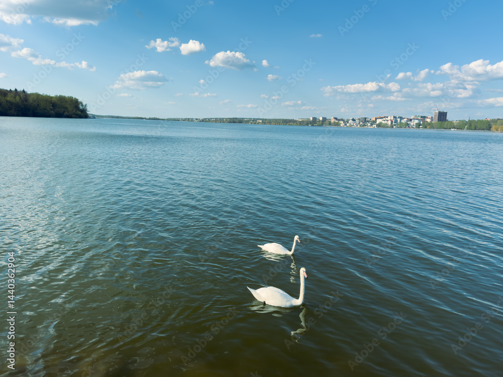 Beautiful swans swim on the lake