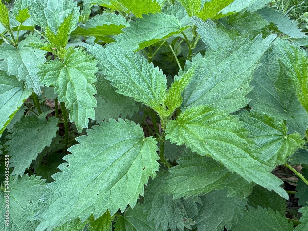 Stem tops of the stinging nettle in spring sunny morning