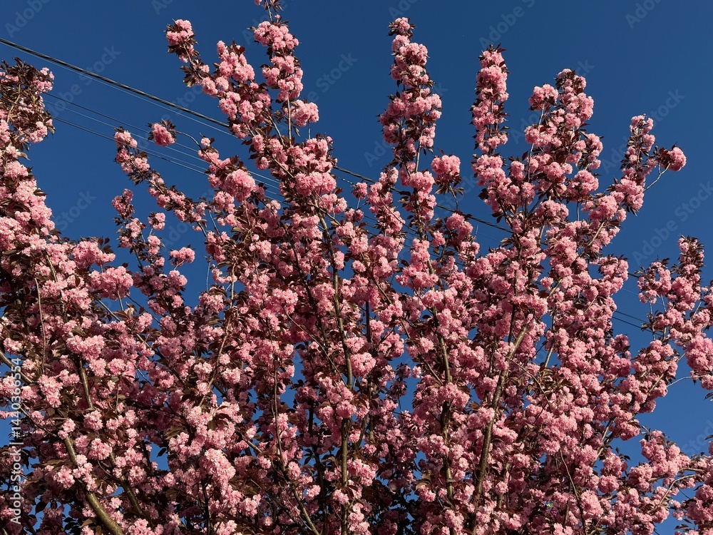 Beautiful sakura flowers in the spring season in the park.