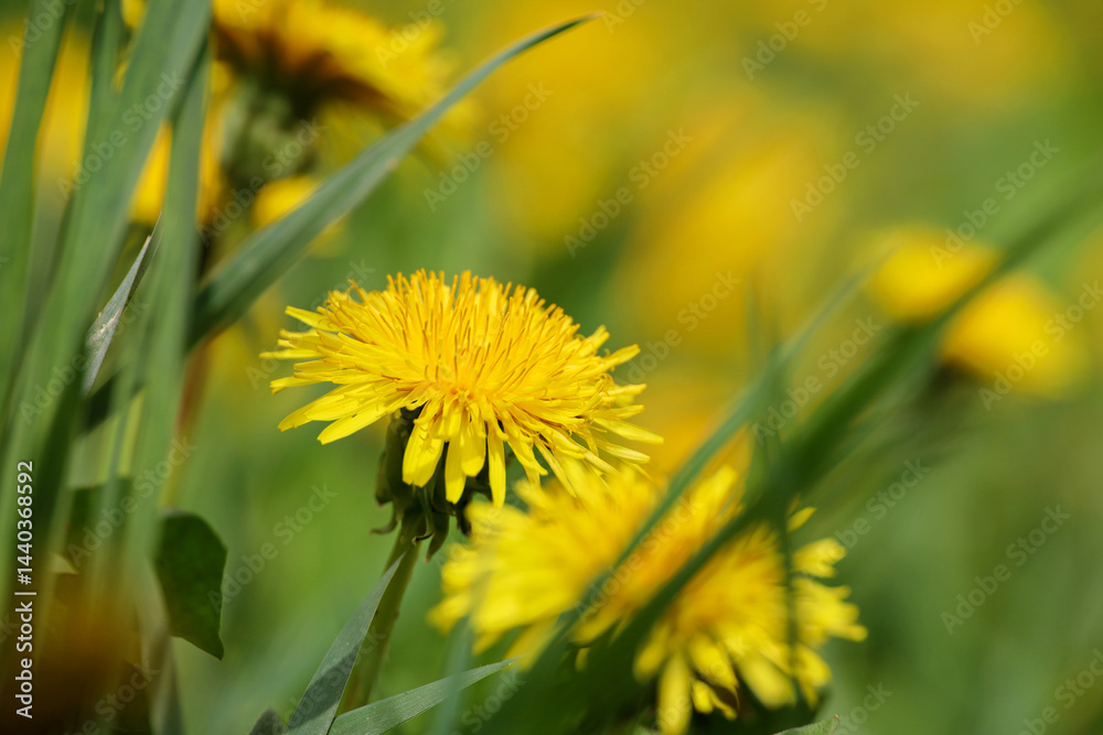 Blooming dandelion, spring flower in green grass. Meadow with dandelions