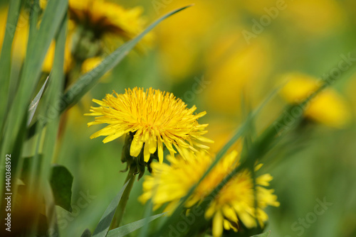 Obraz na płótnie Blooming dandelion, spring flower in green grass. Meadow with dandelions w salonie