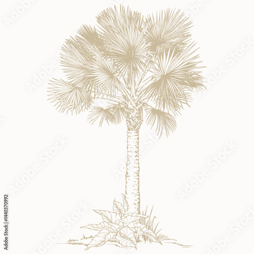 Hand-Drawn Botanical Palm Sketch. Vector Clip Art. Botanical illustration of sabal or washingtonia tree.