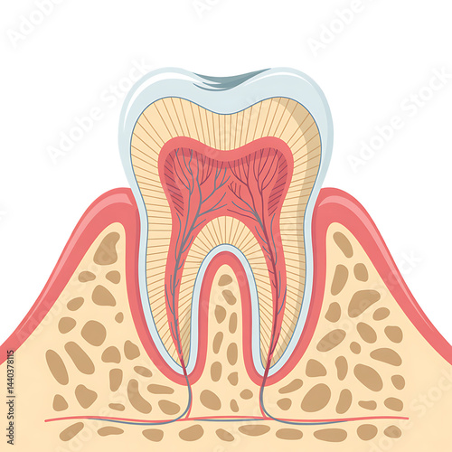 Detailed illustration of human tooth anatomy.