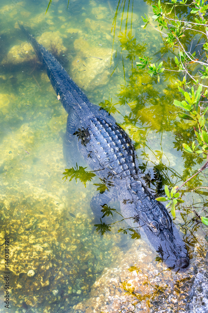 Top view of an alligator in the water at the Blue Hole lake in Big Pine Key, Florida