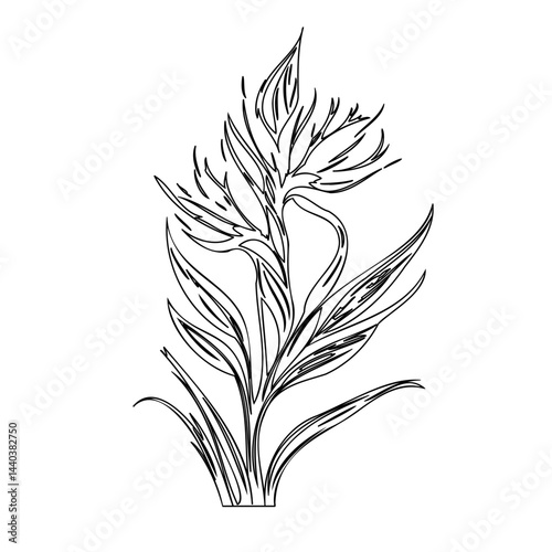 Elegant botanical illustration showcasing an exotic plant with intricate details