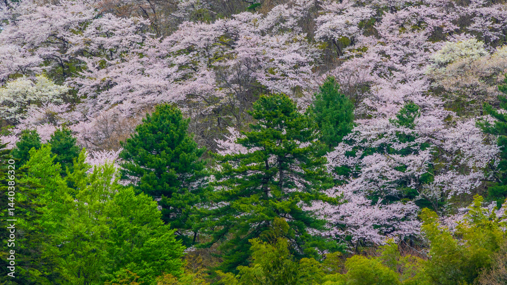 満開の桜と新緑 日本の春 満開の桜と新緑 日本の春