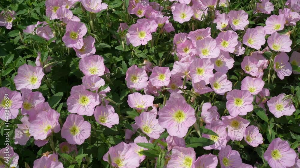 pink evening primrose flowers blooming in spring pink evening primrose flowers blooming in spring