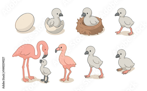 Flamingo life cycle icons set – egg, nest, chick, adult, hatching, growth stages