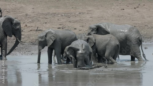 African elephant having a fun mud bath