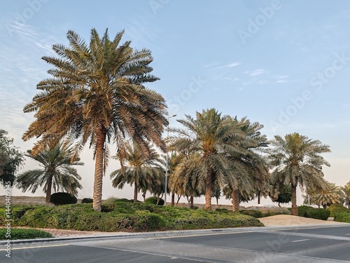 Palm Tree, View of Palm tree with Blue SKY background, Date tree or Arabic palm tree with Date on it Palm trees with Dates fruits on its, trees are Loaded with bunches of fruits Healthy food Date Plam