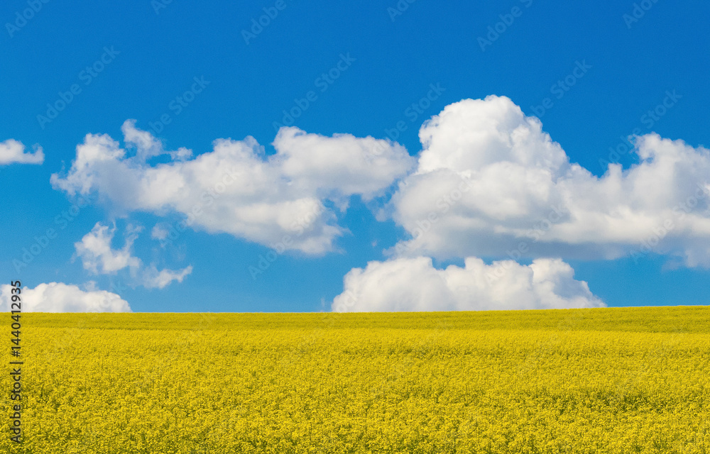 Landscape of a blooming rapeseed crop in the field