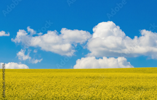 Obraz na płótnie Landscape of a blooming rapeseed crop in the field w salonie